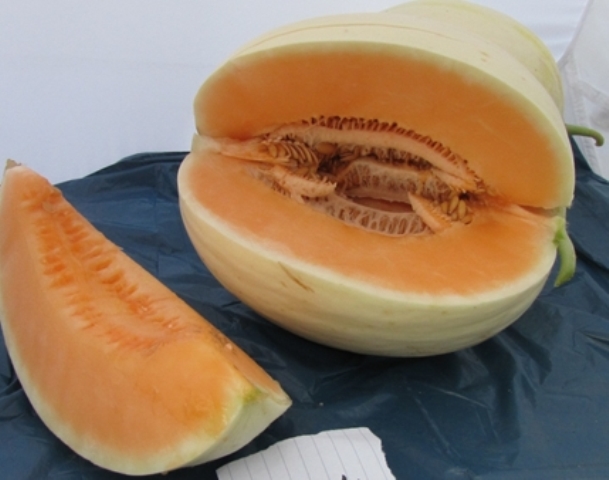 White Rind melon type 56-444 p1